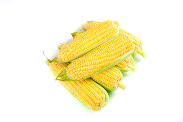 Fresh Sweet Corn Cobs with Green Husks on White Background - Golden Yellow Kernels Display