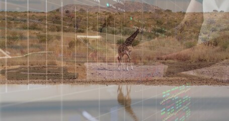Standing giraffe reflecting in waterhole on savannah amid shrubs and hills, stock charts overlaying