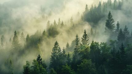 majestic pine trees on mountain slope, morning fog, serene forest atmosphere