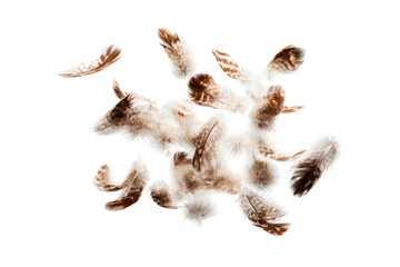 Abstract feather cluster on black background