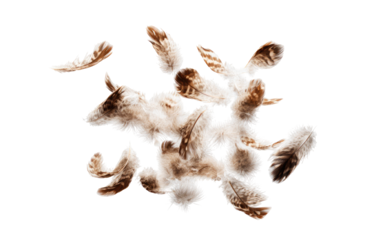 Abstract feather cluster on black background