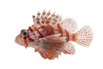 Profile view of a colorful fish (1)