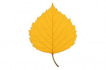 Yellow birch leaf falling, displaying autumnal golden hue against transparent backdrop
