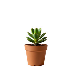 Captivating Indoor Greenery Small Potted Succulent Plant Home Decor Minimalist Style Isolated on transparent background	