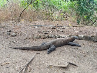Majestic Komodo dragon resting peacefully in its natural habitat, a captivating glimpse into the wildlife of Komodo Island, Indonesia