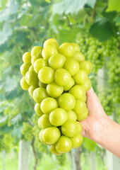 Fresh Green Grapes Held in Hand at Vineyard with Natural Sunshine Background