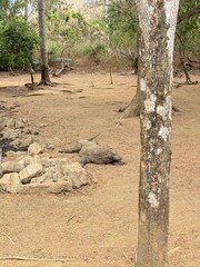 omodo dragon basking lazily in the sun near a pool of water surrounded by lush tropical foliage in its natural habitat during a warm day