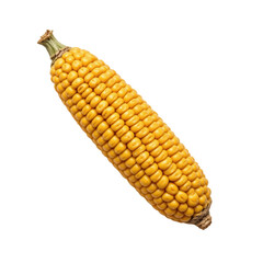 Harvesting One Yellow Corn Agriculture Event in a Field Nature's Beauty Close-up Perspective Isolated on transparent background	