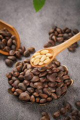 Fresh Pine Nuts from Yunnan Mountains Harvesting - Organic Healthy Food Ingredients in Wooden Spoon