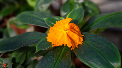 Orange chamaecostus is flowering plant in Costaceae family. Growing tropical plants at home, in...