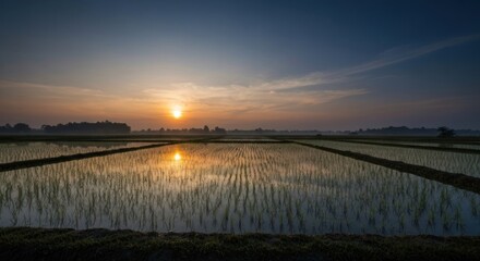 Obraz premium Sunrise over a flooded rice paddy