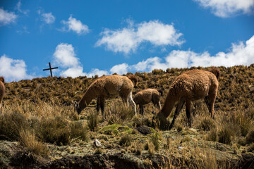 Guanacos