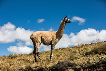 Guanaco