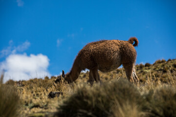 Guanaco