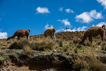 Guanaco