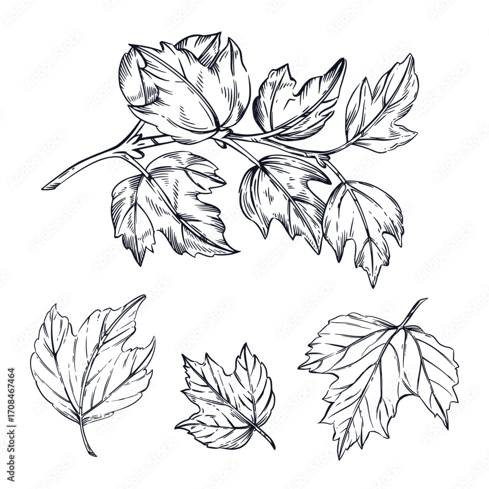 Poster a set of vector illustrations. a branch with leaves of a viburnum shrub, leaves, all objects are han