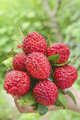 Fresh Ripe Lychee Fruits with Green Leaves Held in Hand - Tropical Exotic Fruit Harvest
