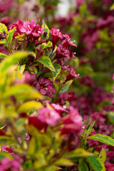 Cluster of tiny blue and purple wildflowers growing in a meadow, surrounded by fresh green grass.