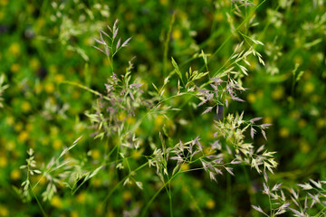 Dense flowering bush with clusters of pink blossoms and variegated green-yellow foliage, creating a vibrant natural pattern.