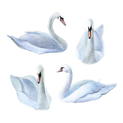 Set of swans. Watercolor of white birds isolated on a white background. Good for postcards, invitations, greeting cards.