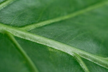 太い葉脈のある緑の葉のクローズアップ