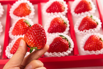 Premium Dandong Red Strawberries in Gift Box - Hand Holding Fresh Sweet Berry