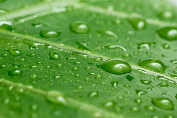 水滴のついた緑の葉のクローズアップ