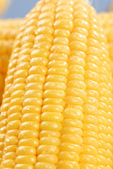 Fresh Yellow Sweet Corn Cobs with Water Droplets Close-Up Food Photography