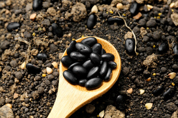 Black beans in wooden spoon on soil - healthy organic legume ingredient medley