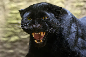 Indian leopard (Panthera pardus fusca), portrait of an adult female. Portrait of a black panther just before an attack. Offensive-defensive reaction of a big cat.