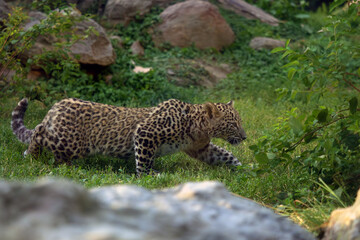 Panthera pardus tulliana, also called the Persian, Anatolian or Caucasian leopard, a small kitten sneaks up on potential prey.