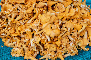 Yellow chanterelle mushrooms at a grocery market, selective focus. Autumn wild mushroom harvest.