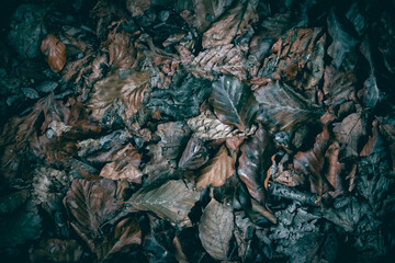 Dry Autumn leaves on the forest floor