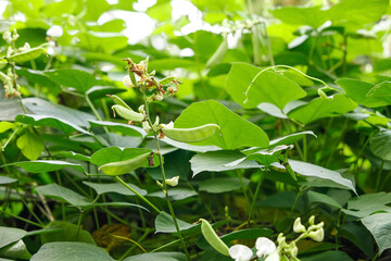 Fresh Green Bean Pods Growing on Vines with Large Leaves in Organic Vegetable Garden