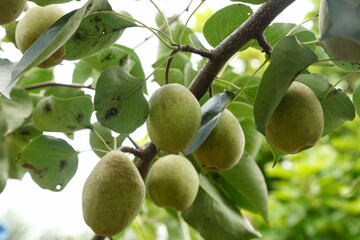 Fresh Green Pears Growing on Tree Branch in Orchard - Healthy Organic Fruit Agriculture