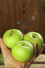 Fresh Green Apples from Shaanxi China - First Harvest Crop Held in Hands