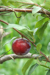 Fresh Red Plum Fruit Growing on Tree Branch with Green Leaves in Organic Garden Orchard