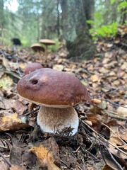 boletus edulis mushroom in autumn forest