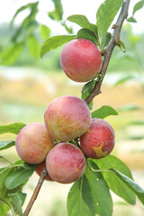 Fresh Red Plums Growing on Tree Branch with Green Leaves in Natural Orchard Setting