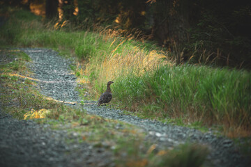 on the forest path at a autumn morning - a capercaillie hen, tetrao urogallus, a vulnerable bird species