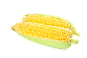 Fresh Golden Sweet Corn Ears with Green Husks Isolated on White Background