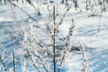 Winter frost on a plant branch close-up with snow and ice crystals