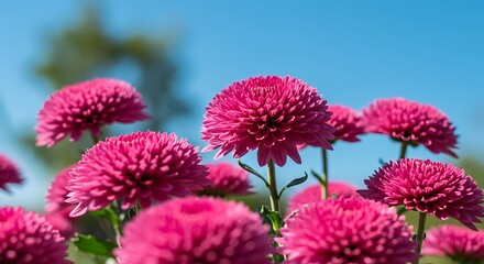 Pink chrysanthemum flowers outdoors