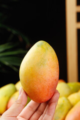 Colorful Ripe Hainan Sweetheart Mango Fruit Held in Hand Against Tropical Background