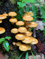 Edible honey fungus (Kuehneromyces mutabilis) grows on a tree in the forest. Mushroom picking.