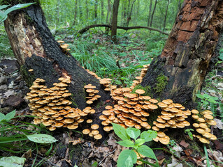 Edible honey fungus (Kuehneromyces mutabilis) grows on a tree in the forest. Mushroom picking.