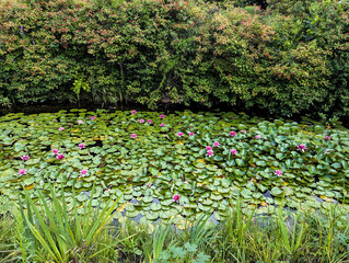 Pink lotus flowers in a pond and viburnum bushes in a park garden in summer.