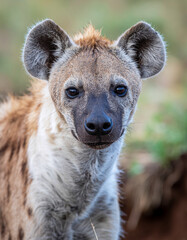 Closeup of a curious spotted hyena
