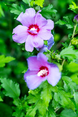 pink flowers in the garden