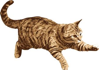 striped cat isolated on white